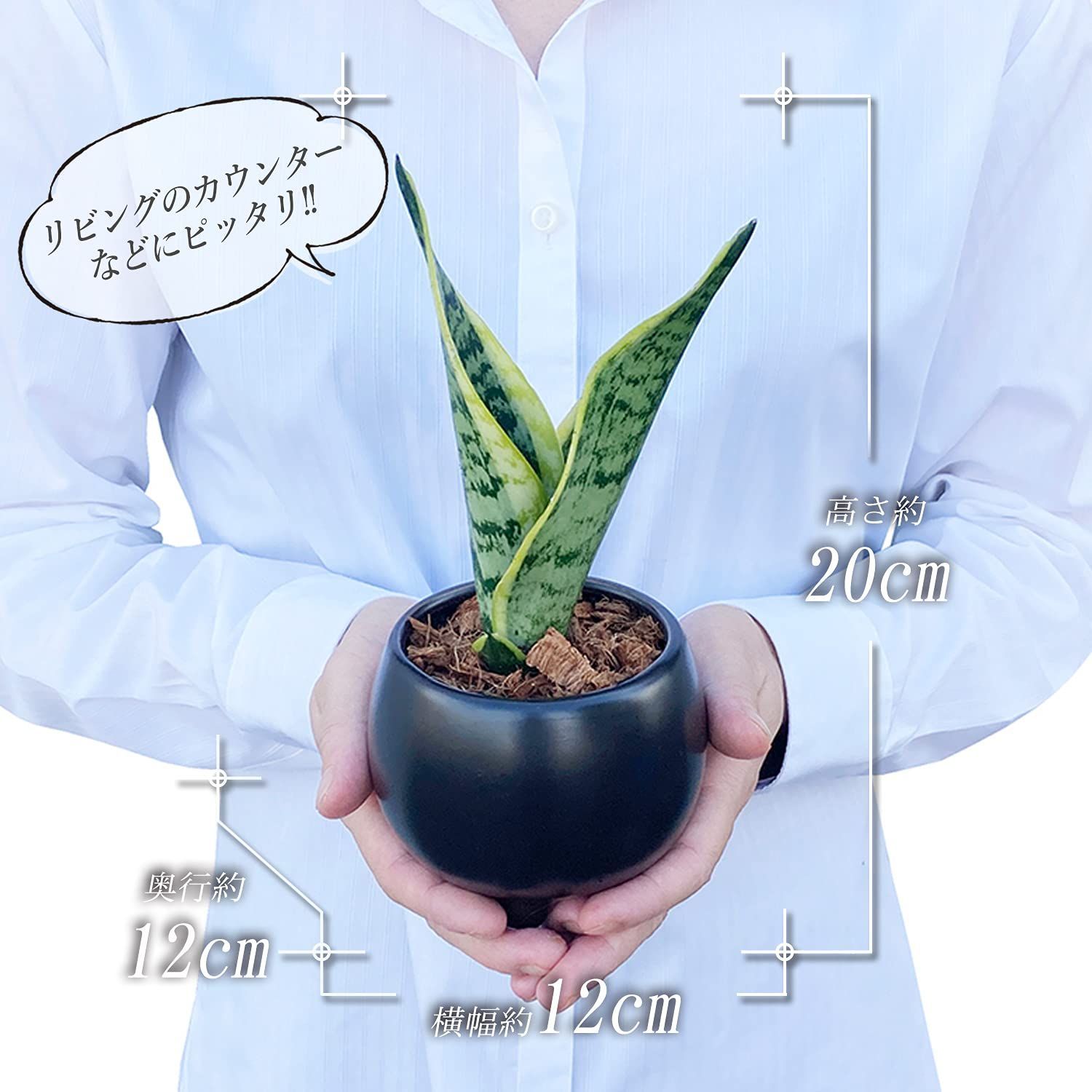 観葉 植物