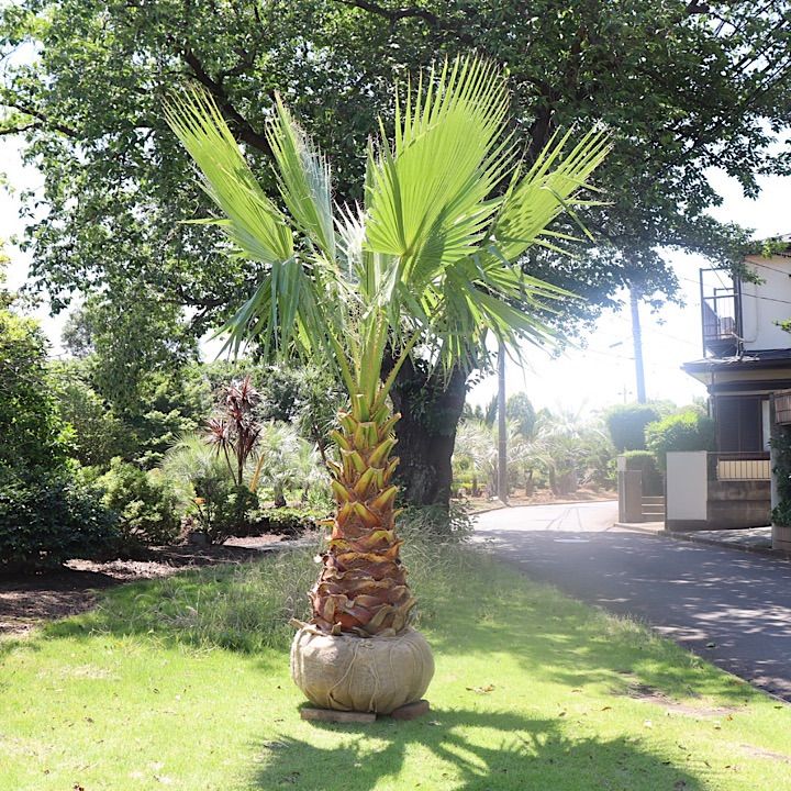 極太幹】ワシントンヤシ No.12 - メルカリ