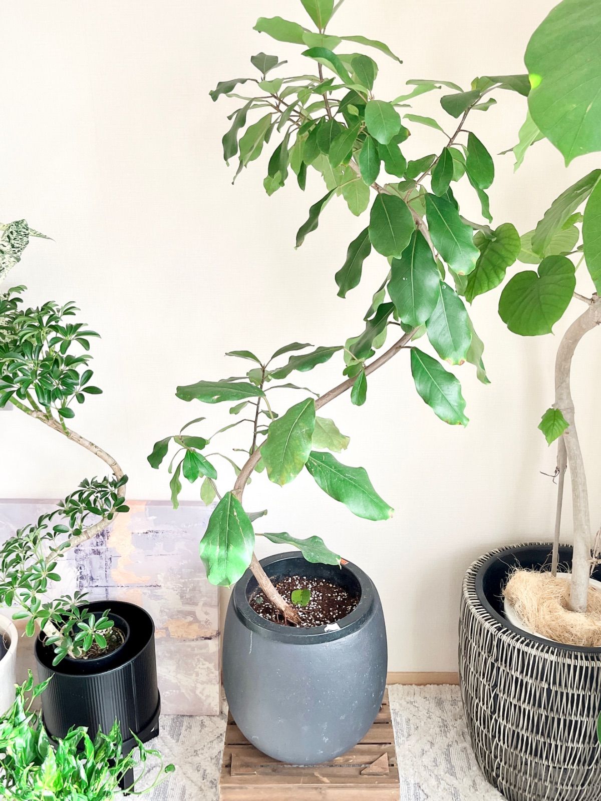 メルカリshops 観葉植物 室内 フィカス リン 希少種 カルムカフェshops