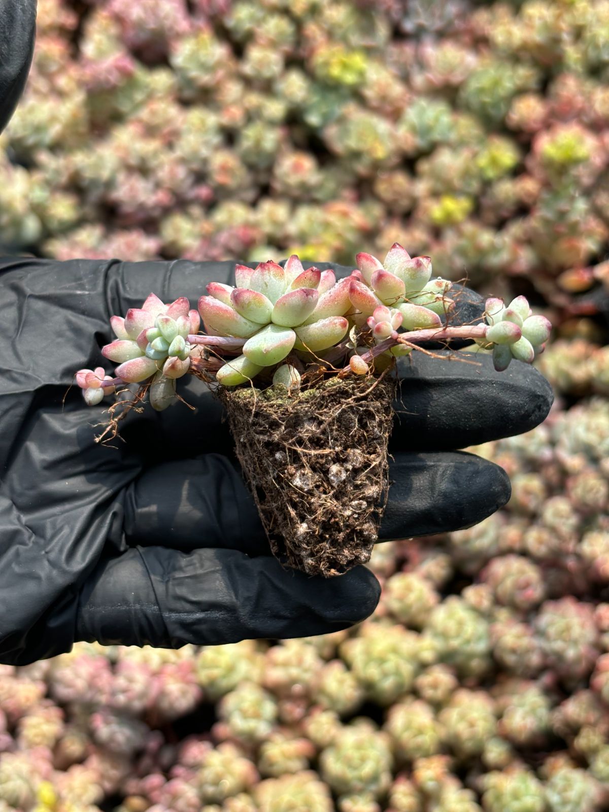 コレクション 新入荷 キャラメルの妖精 鮮やかな105苗セット 土と