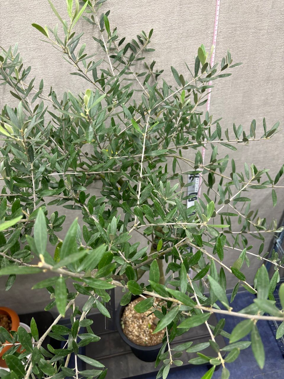 新規入荷【現品】オリーブ8号 創樹 souju ペンドリーノ 黒鉢 管理番号