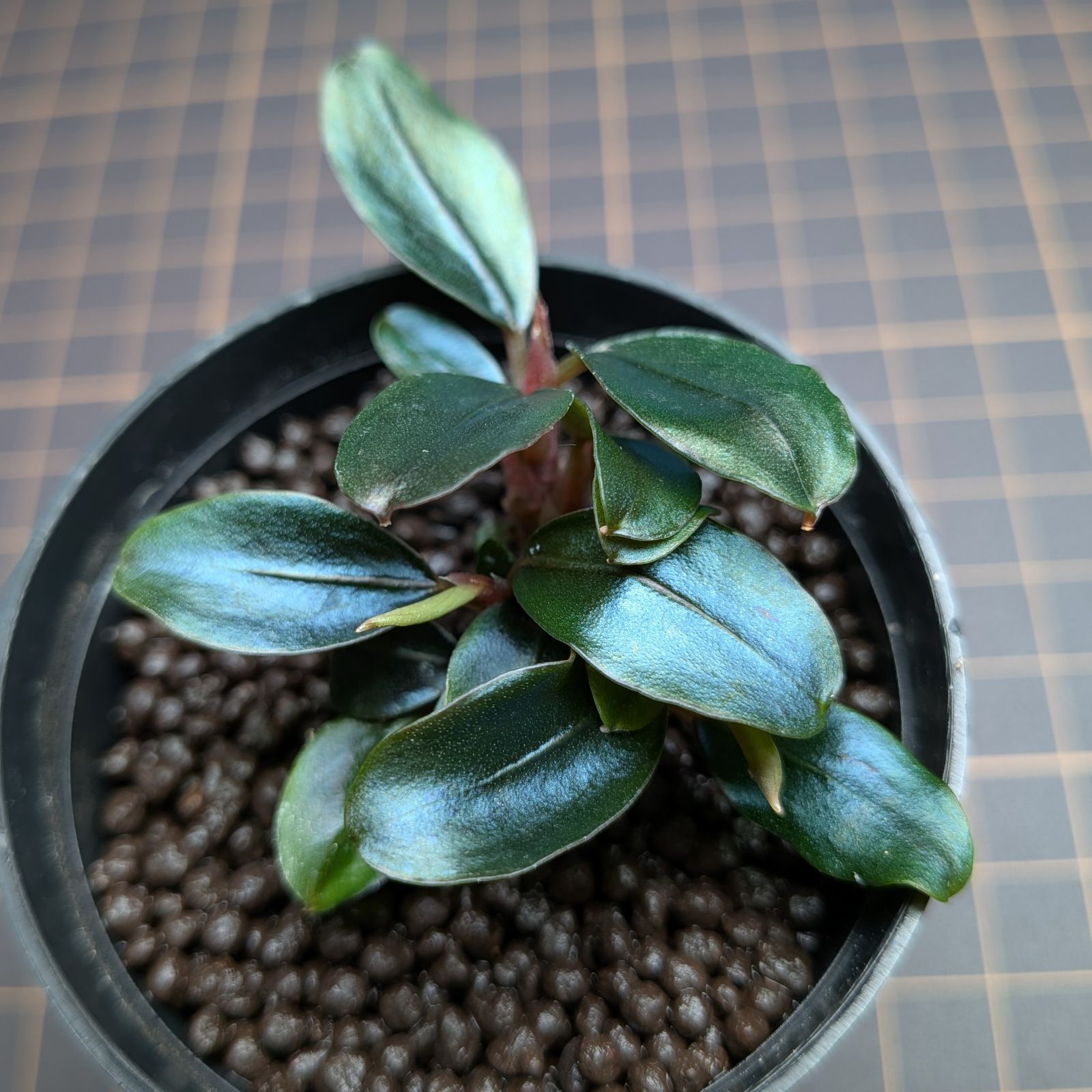 ブセファランドラ sordidula 'Blue' トロピカ社1ポット ブセファランドラ ソルディデュラ 'ブルー' トロピカ社 | Ordinary