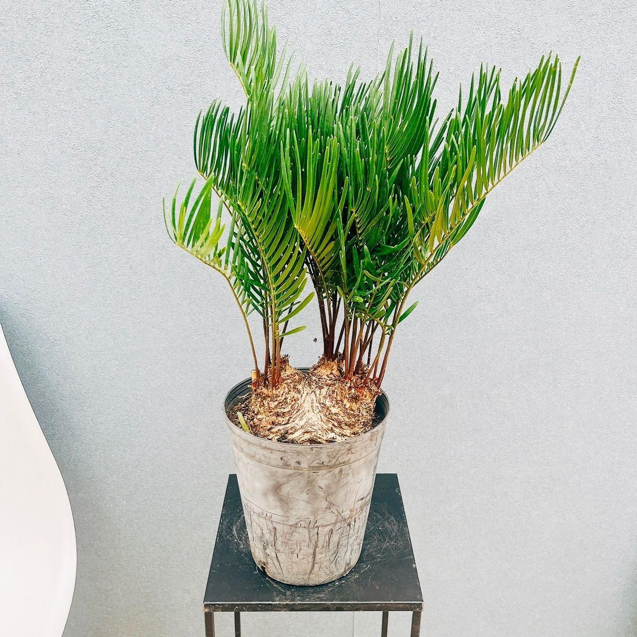 最終値下】【中村俊輔】【日韓W杯着用】日本代表(2002) 大会は観