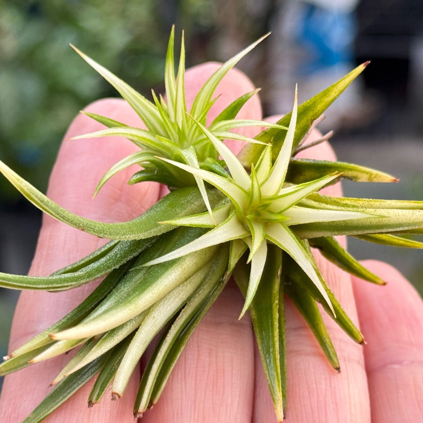 ionantha