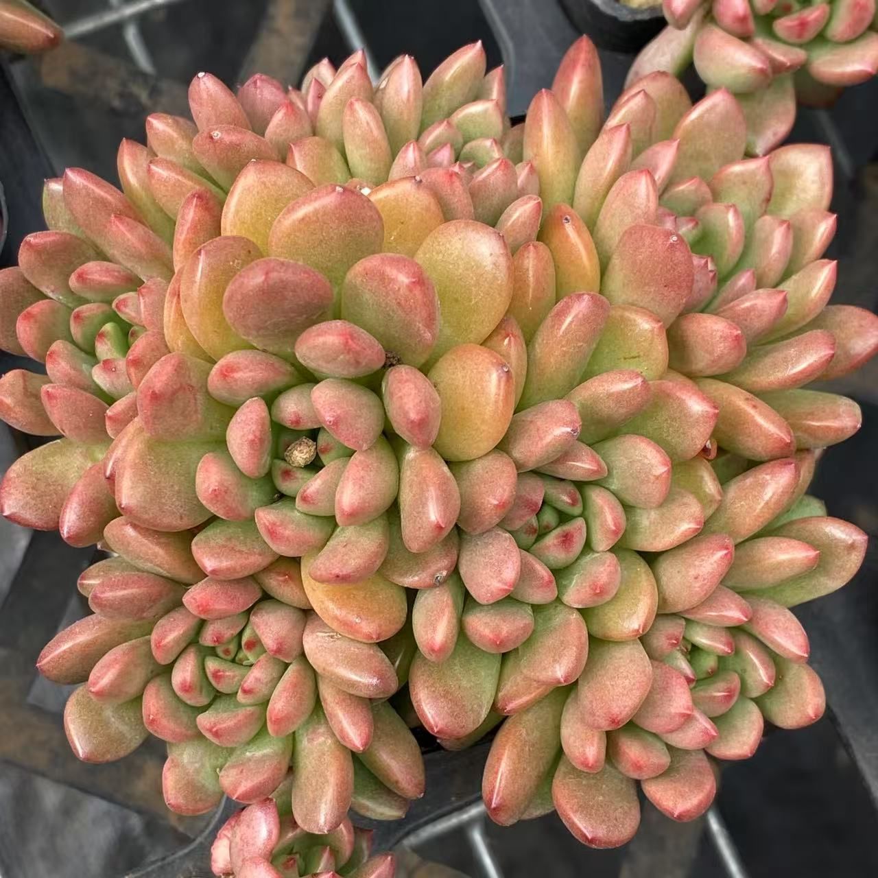 6株の抜き苗セット】レッドライト 多肉植物 佐川急便発送 エケベリア