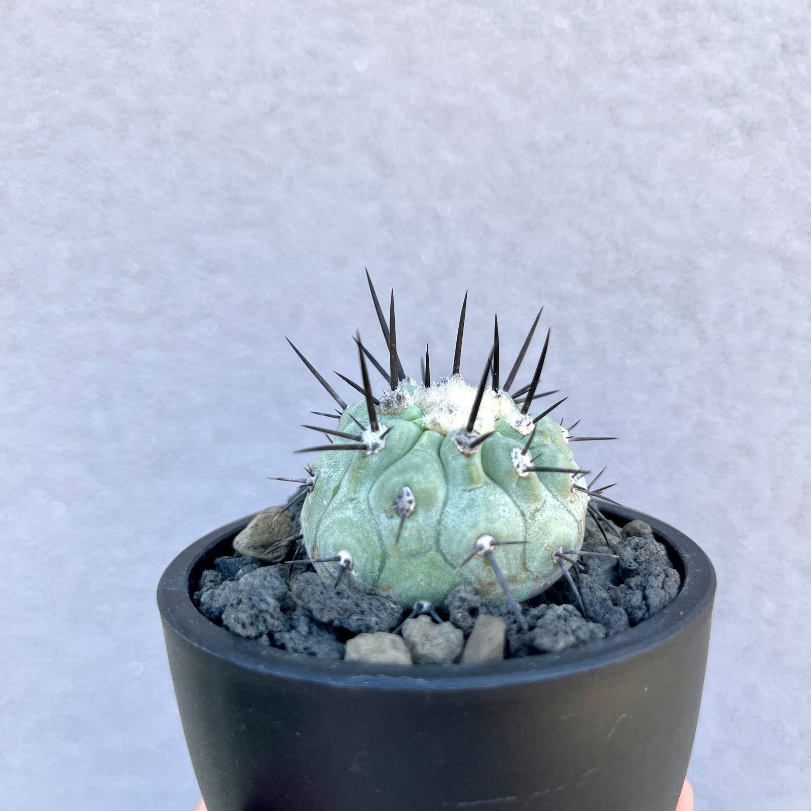 Copiapoa　コピアポア シネレア　黒王丸　現地球　輸入株　カキコ 貴重 現地球 黒王丸 カキコ 自根 発根済 copiapoa cinerea