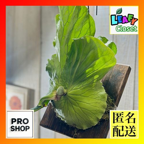観葉植物 コウモリラン(ビカクシダ) アンゴレンセ (エレファントティス
