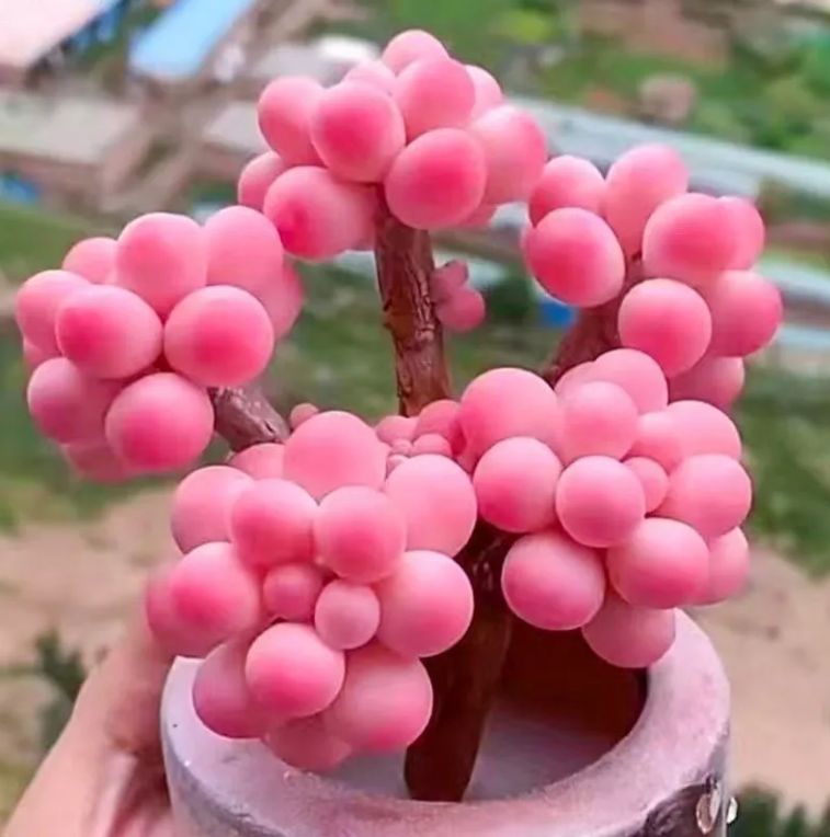 18株の抜き苗セット】桃の卵 多肉植物 佐川急便発送 エケベリア 韓国