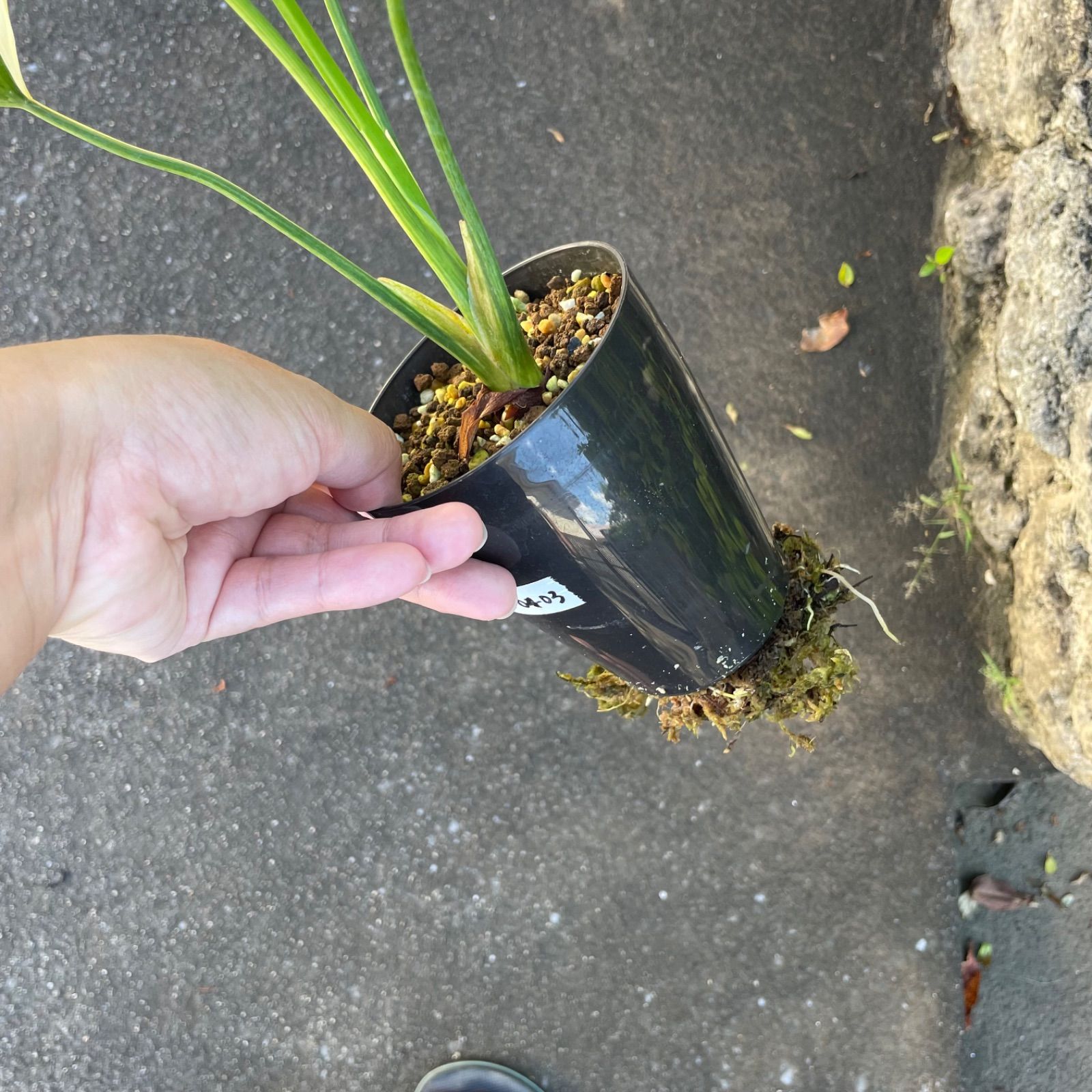 極斑】フィロデンドロン セローム トリカラー ミント斑入り - メルカリ