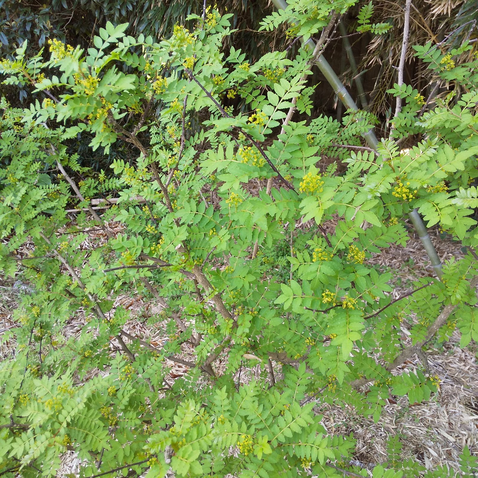 山椒の葉 600枚 新鮮 農薬不使用　天然物 山椒の葉 600枚 新鮮 農薬不使用 天然物