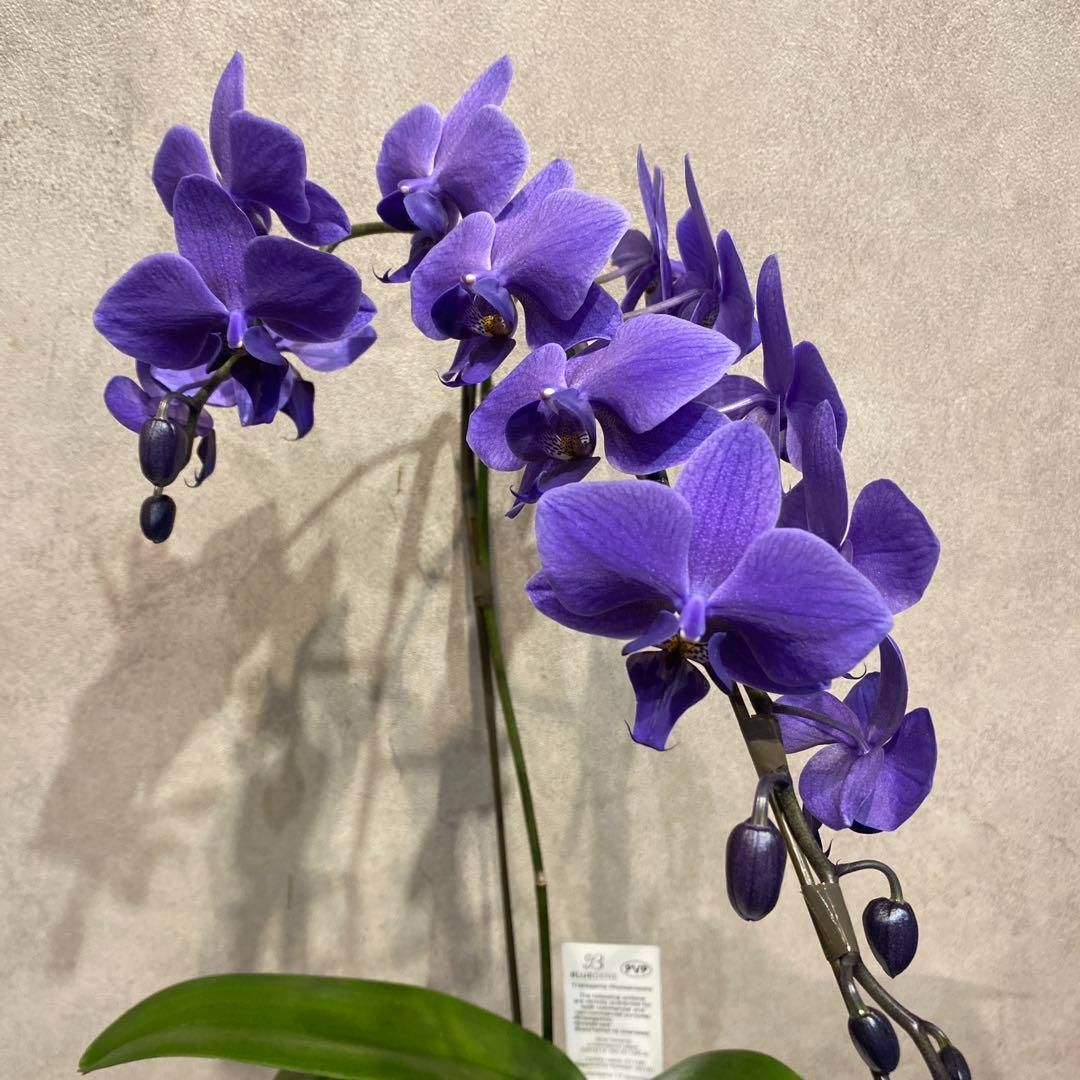 現品 超希少❗️胡蝶蘭❤️ブルージーン 1本立