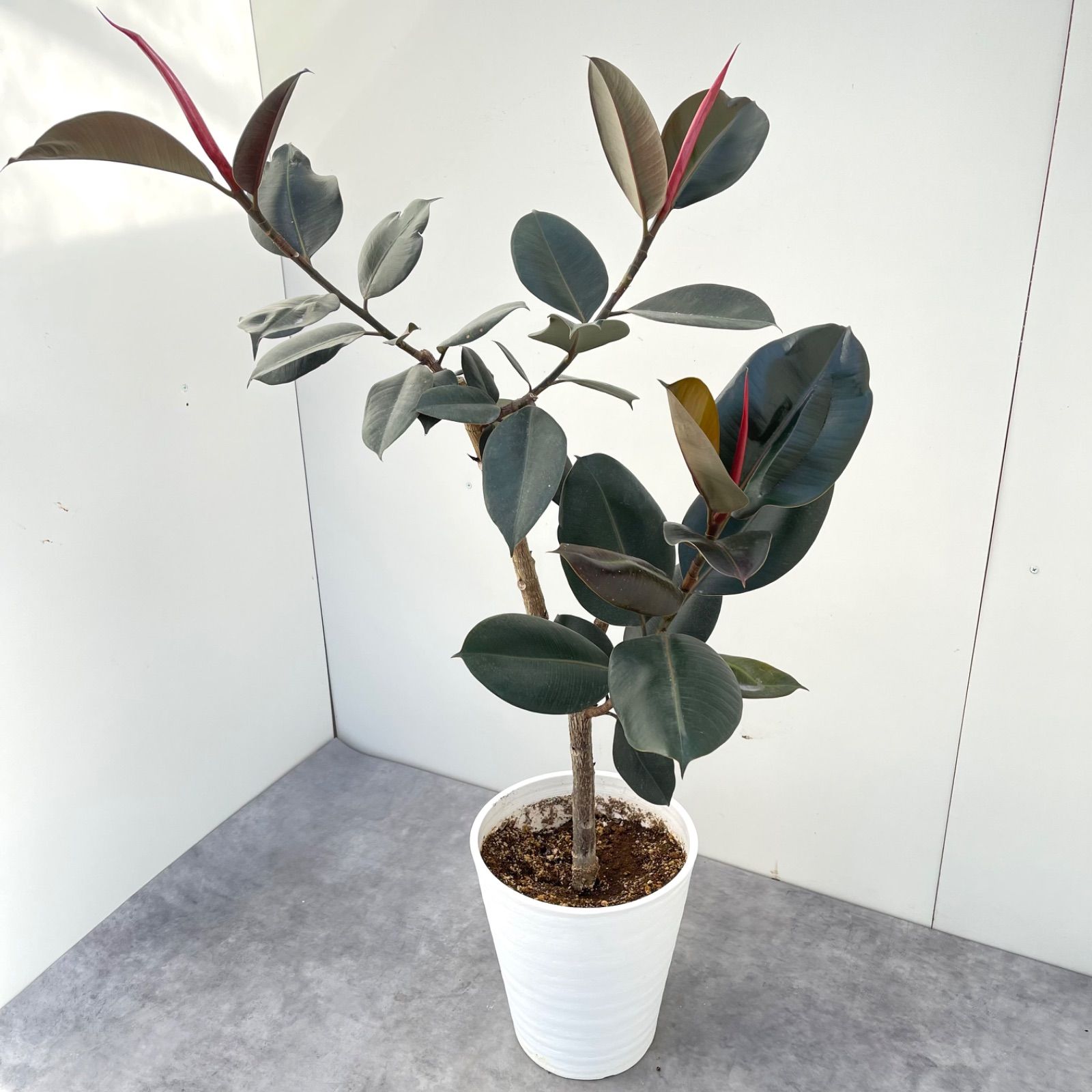 フィカス バーガンディ 11【現品】観葉植物 室内 大型 - メルカリ