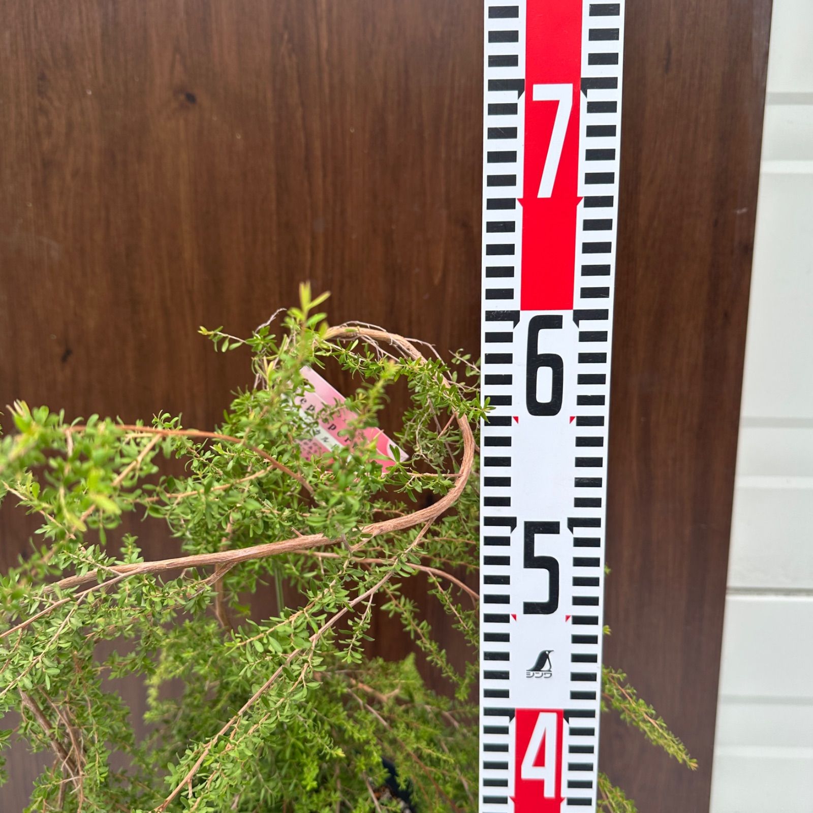 現品】④ レプトスペルマム バーチカルドロップ 6号 ティーツリー