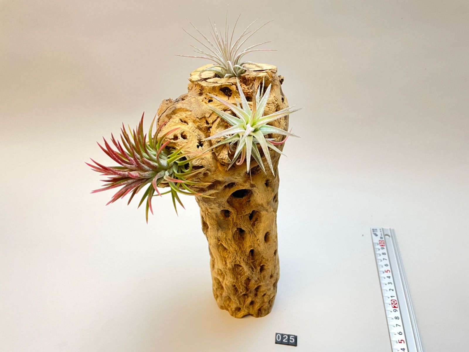 現品No.25]極太カクタススケルトン最大直径約15cm×長さ32cm前後規格