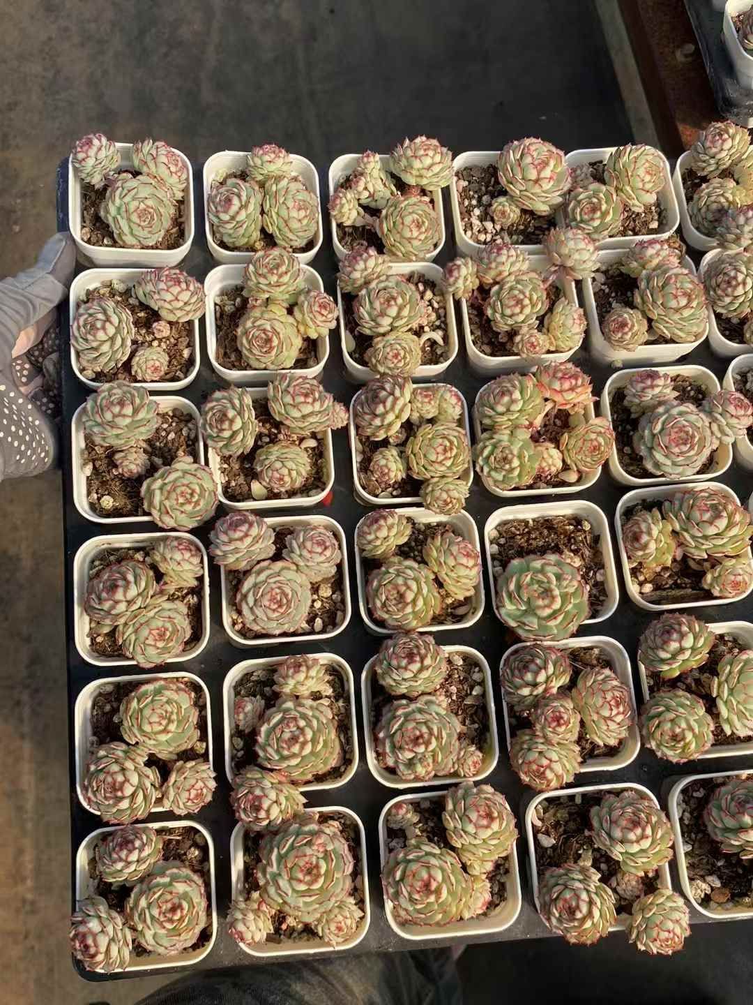 あざとパジャマチェキ シャミィ フーラン ERPXOZYC はなぶし あざと