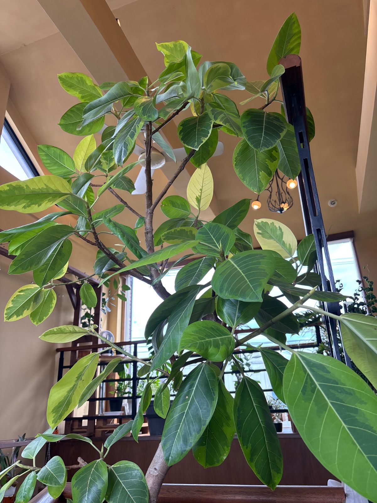 ⚠️直接引き渡し限定⚠️フィカスアルテシマ 店舗お引き取り限定】 フィカス・アルテシーマ