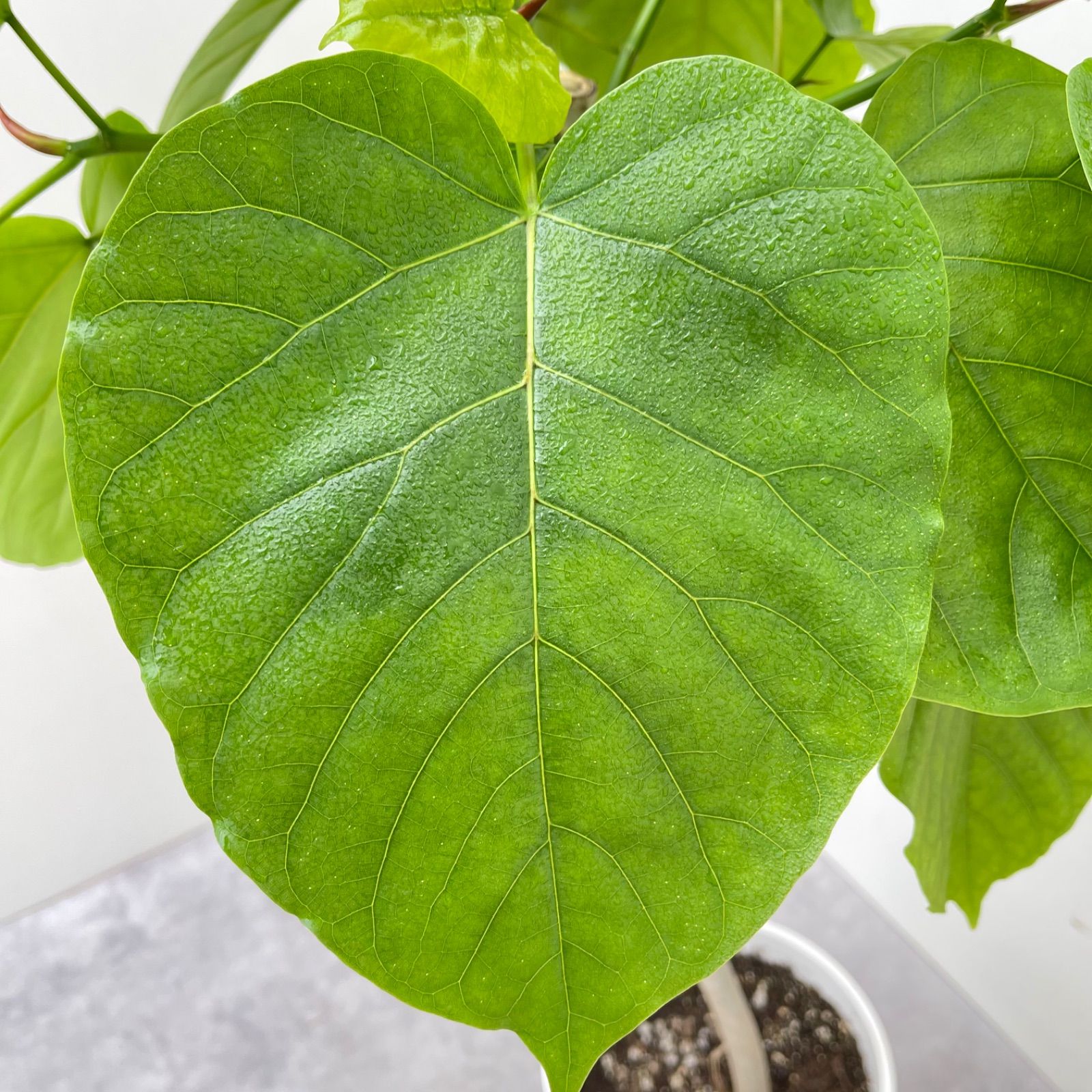 フィカス ウンベラータ 曲がり 10【現品】観葉植物 室内 大型 観葉植物