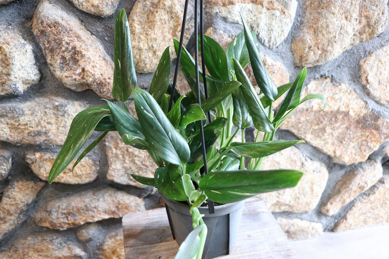 フィロデンドロン コブラ 5号吊り鉢 【1鉢販売】 観葉植物 寄せ