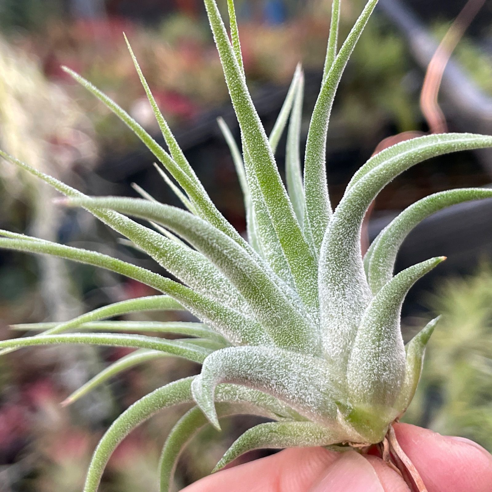 φ8×6]チランジア イオナンタ マキシマ アルビノ Tillandsia ionantha