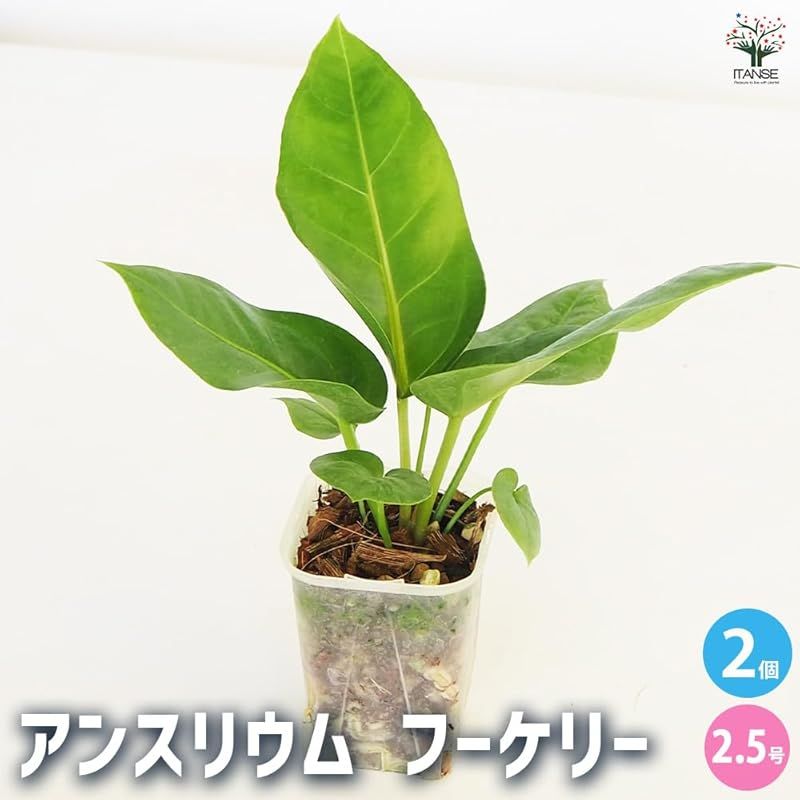 hookeri●原種系アンスリュームの一つで