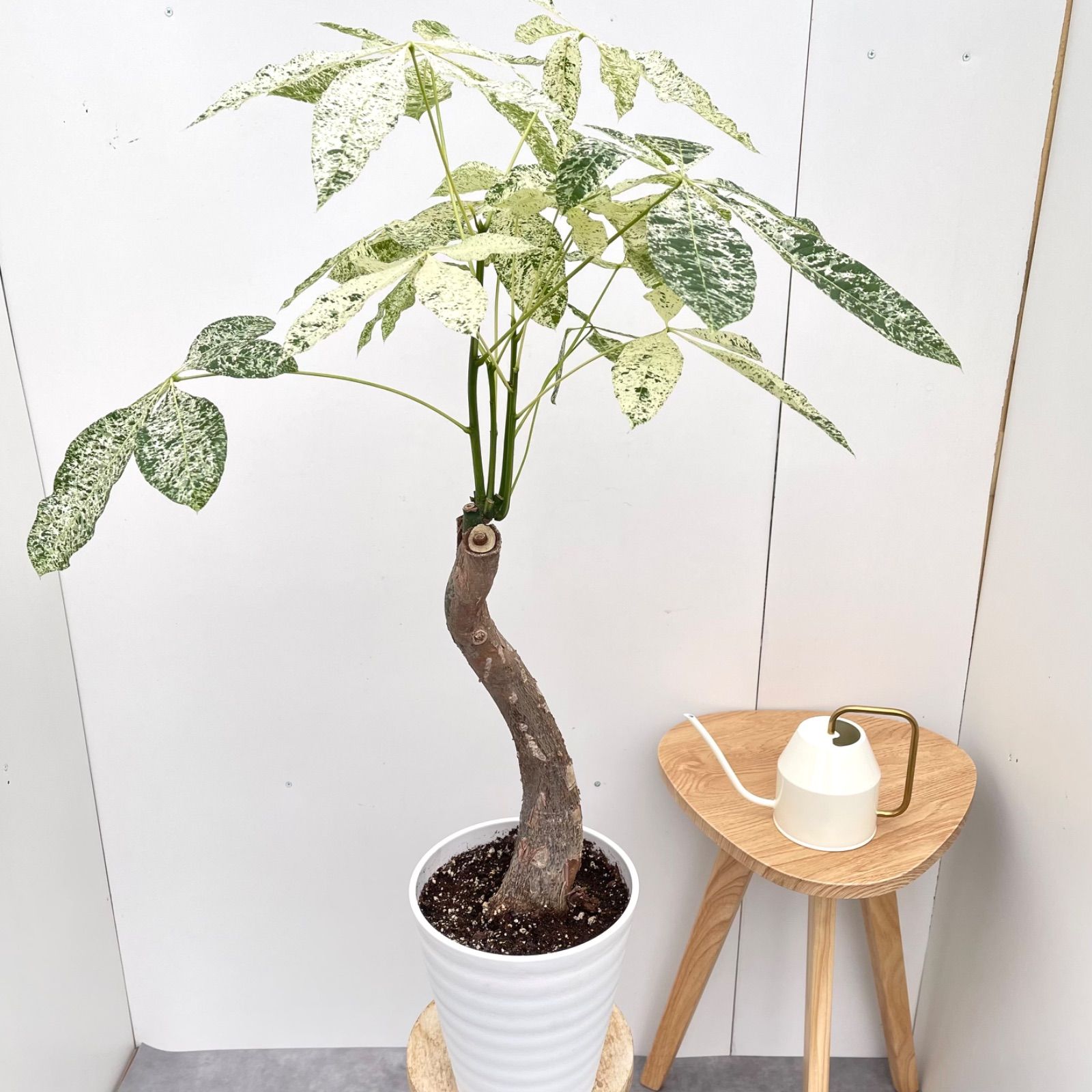 ✿美品✿ コポー コポタロウ 夏 サマー 海 砂浜 浮き輪 スイカ ヒトデ