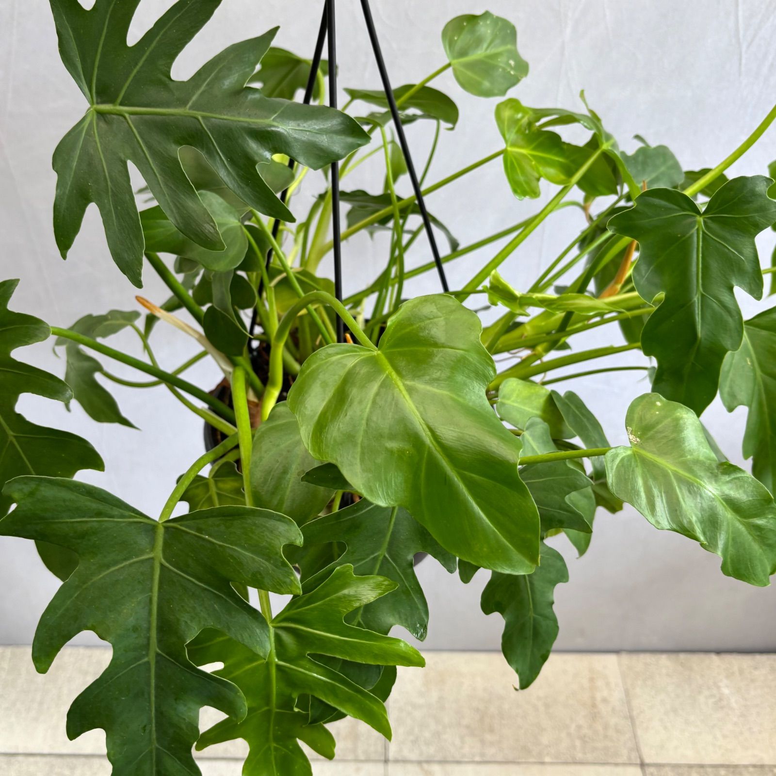 グラッドハンズ ハンギング