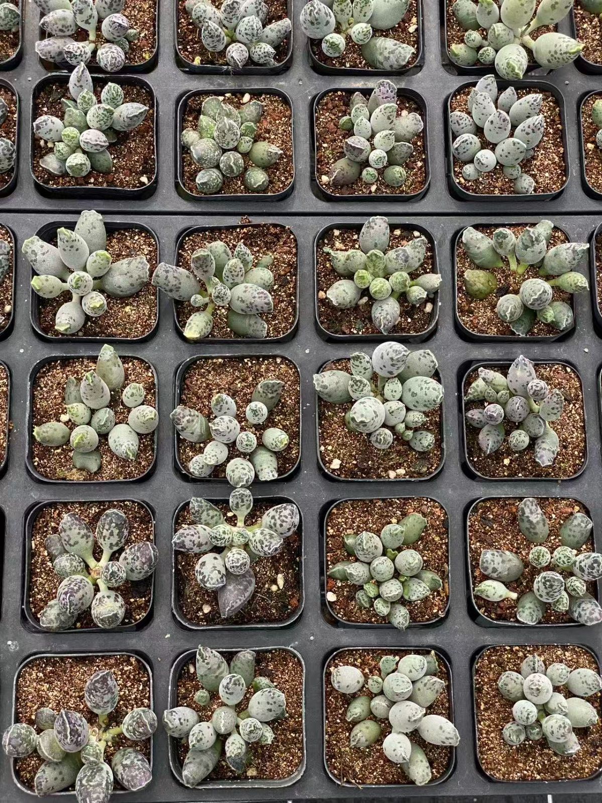 ZM1742×50 フェスティブス 抜き苗 多肉植物 アエオニウム エケベリア 韓国苗