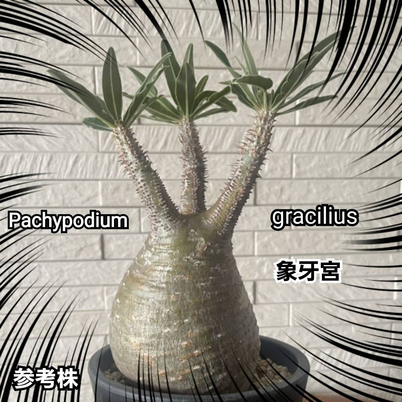 種子100粒 塊根植物 パキポディウム グラキリスフラワー/ガーデン - その他