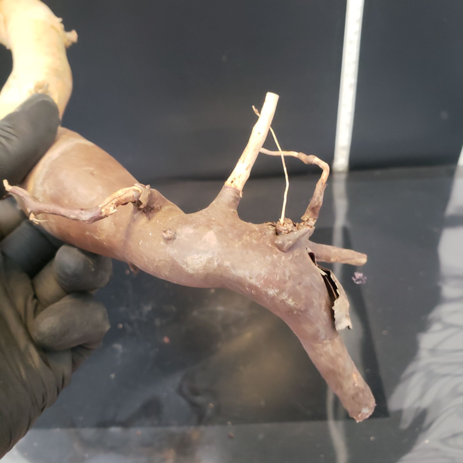 Commiphora カタフピュア