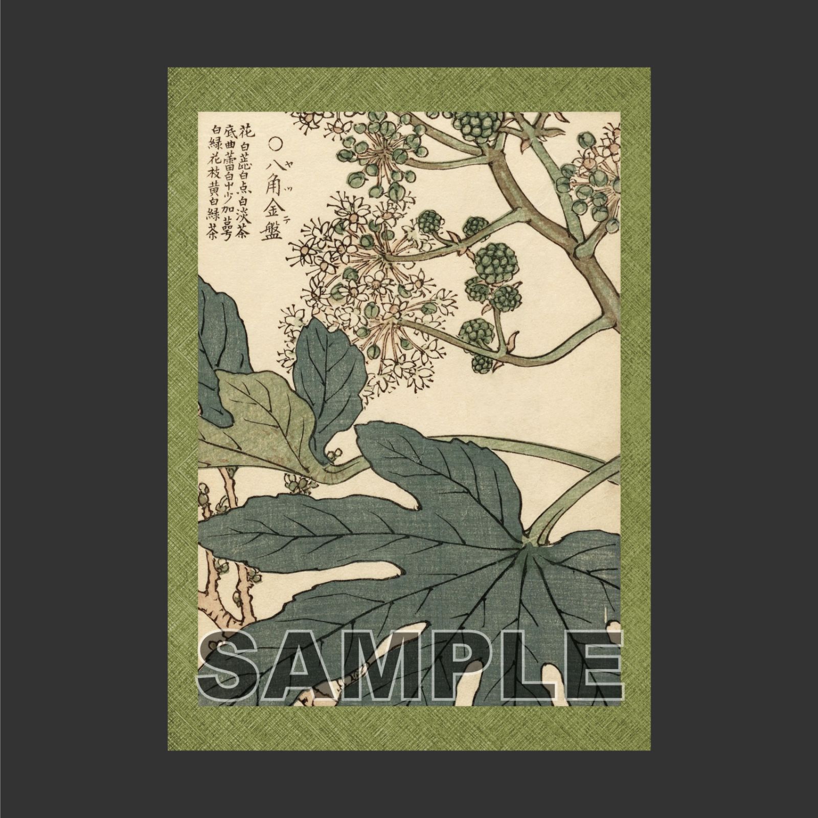 幸野楳嶺 「千種の花 ヤツデ」 ボタニカルアート 日本画ポスター A3 