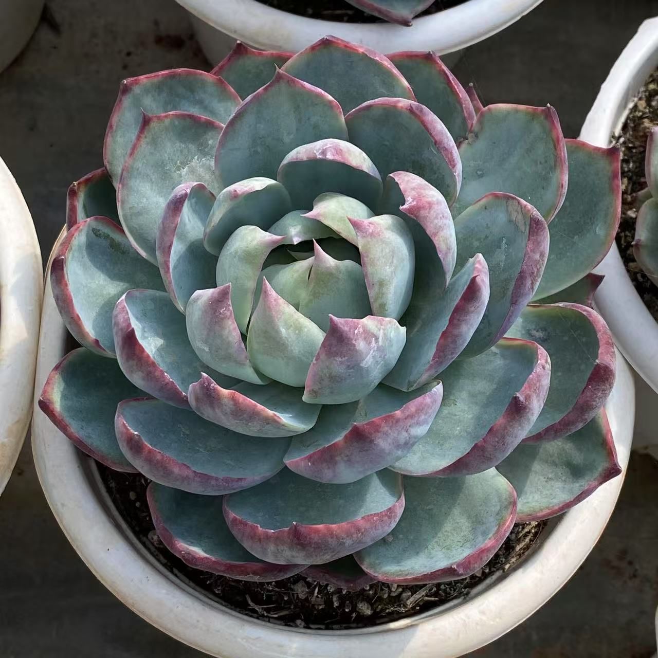 18株の抜き苗セット チワワ単頭 多肉植物 佐川急便発送 エケベリア 韓国苗 NGN1439 STEELWINDOWSANDDOORS_COM