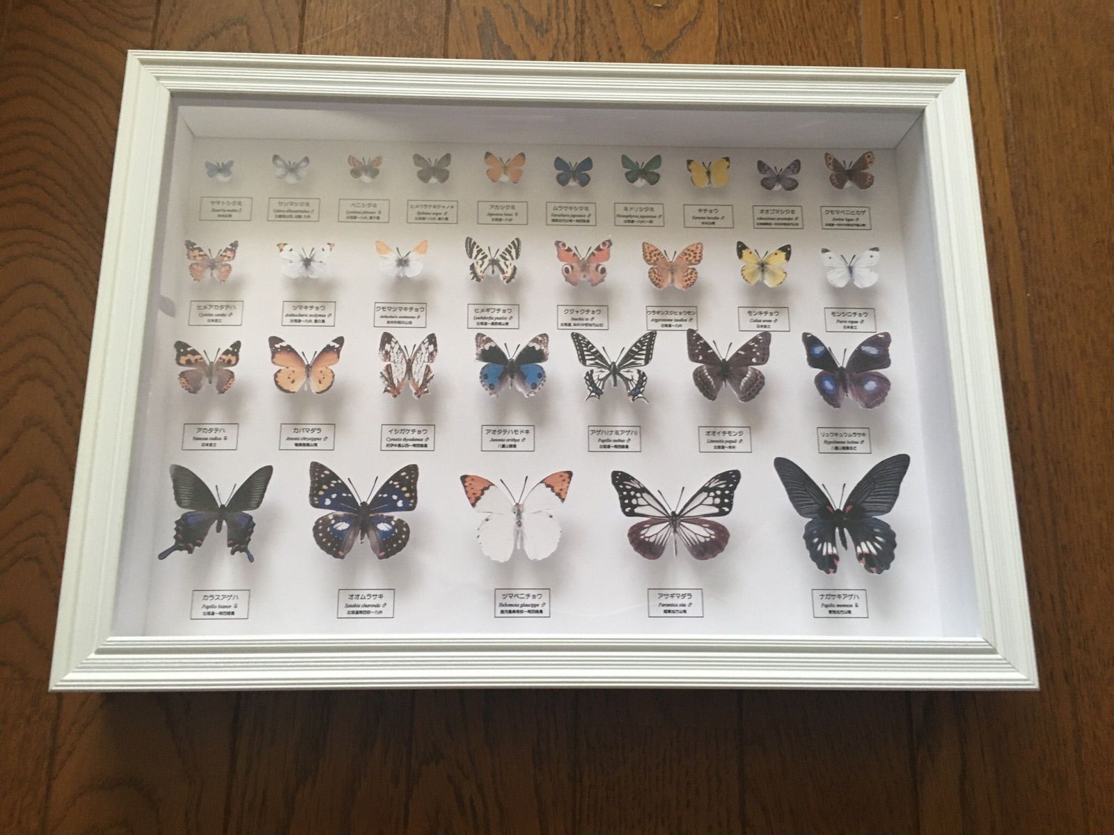 すずらん 蝶の標本ペーパークラフトA2サイズ完成品 - 通販