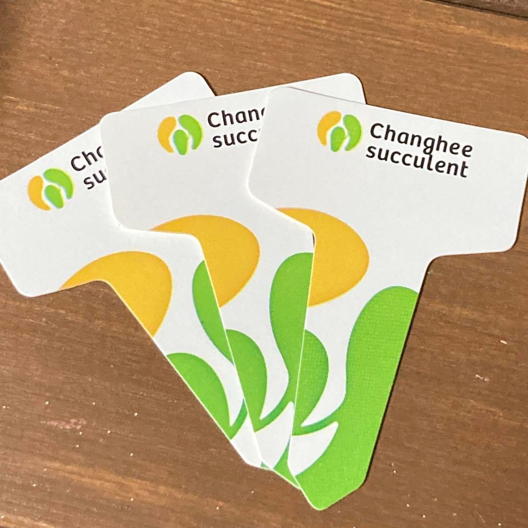 新入荷｜送料込】エケべリア 韓国苗 ブラックチェリー 大苗｜チャン