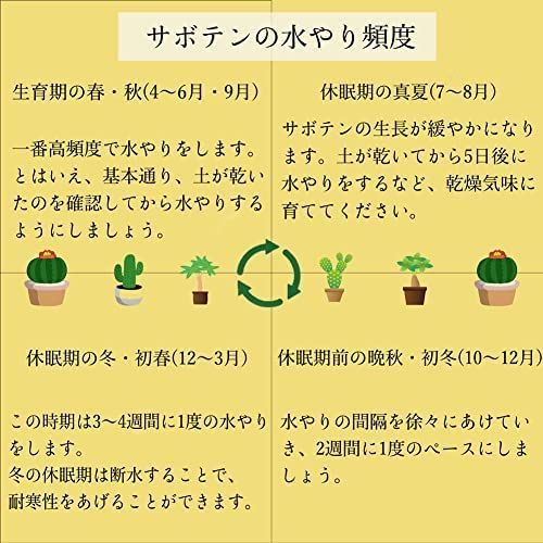 サボテン ６点セット １.５号鉢 (約4.7cm×4.7cm×9cm) 観葉植物