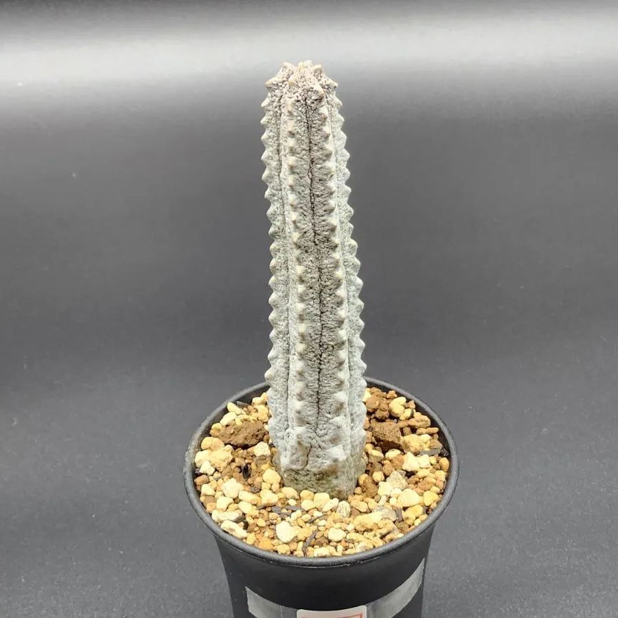 現物】ユーフォルビア・アブデルクリ（自根・発根済・抜き苗送付