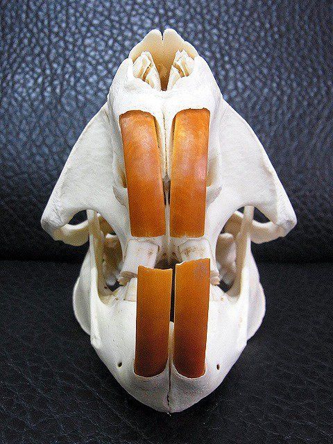 高品質！ビーバーの頭骨（Lサイズ） - メルカリ