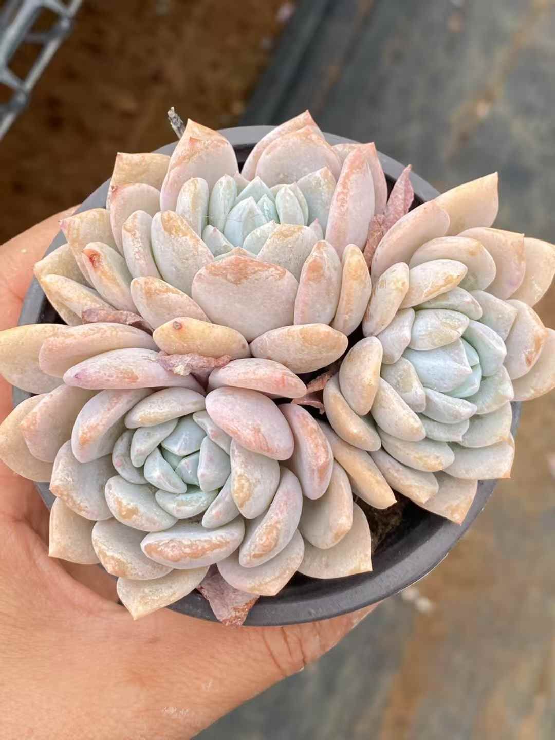 男*屋様 D679　ヘレー　抜き苗　30株　多肉植物 エケベリア 韓国苗 サボテ 男*屋様 D679 ヘレー 抜き苗 30株 多肉植物 エケベリア 韓国苗