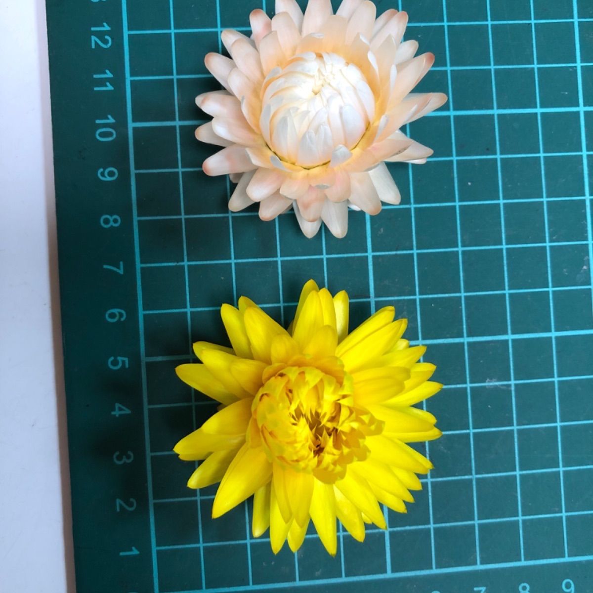 千日紅、貝細工ドライフラワー花材＊⑪ （花の栽培を始めます 