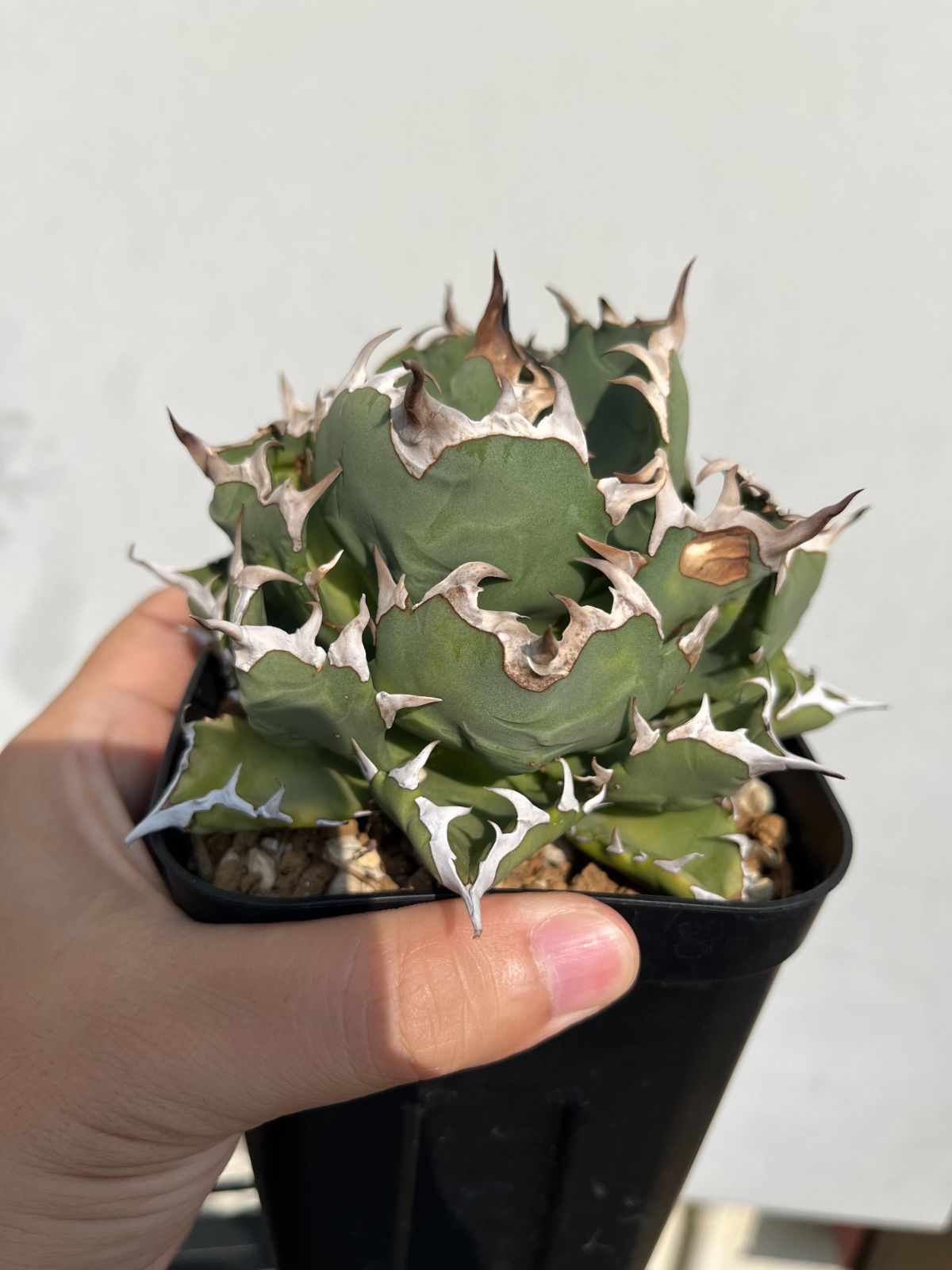 アガベ チタノタ 姫厳竜 ドワーフ AGAVE TITANOTA 強棘 美株 特選