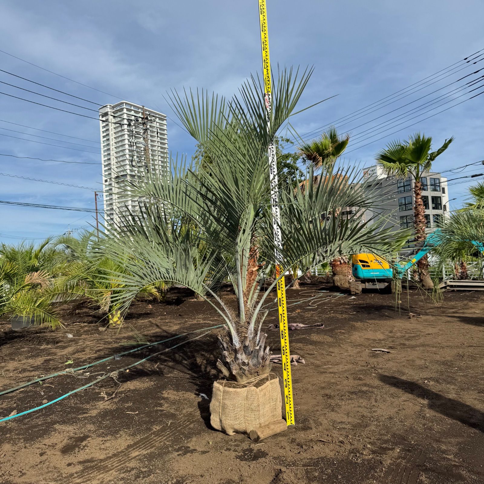 ココスヤシ　5m前後 ココスヤシの記録｜🍀GreenSnap（グリーンスナップ）