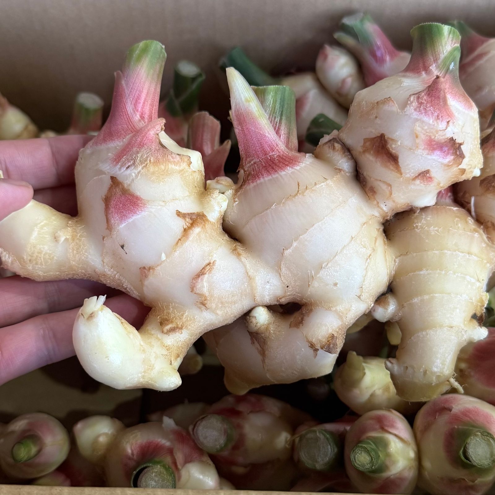 熊本生姜 土 囲い生姜 1 kg 新生姜 箱込約1kg以上 熊本県