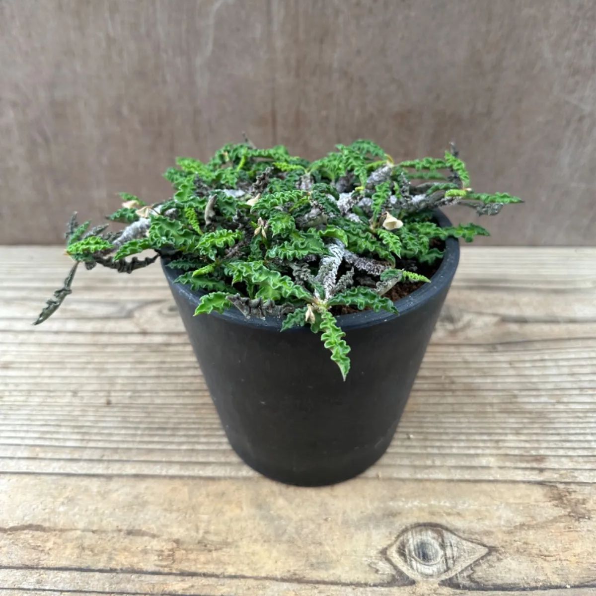 ユーフォルビア デカリー　現品　Euphorbia decaryi  トウダイグサ科 ユーフォルビア属 ちび花キリン 花キリン  観葉植物 観葉 植物  多肉植物 多肉 カクタス  ユーフォルビアインテリア