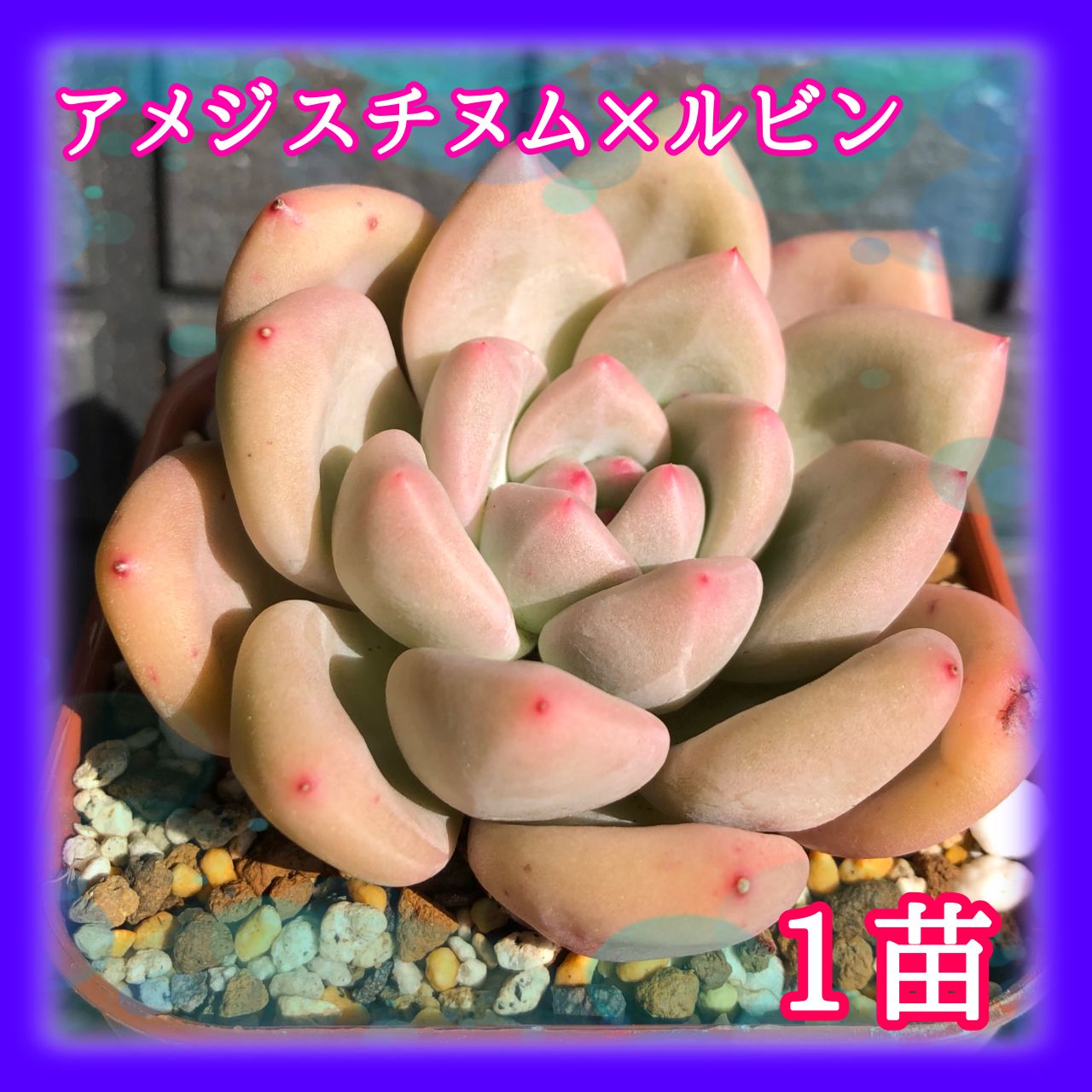 多肉植物 アメジスチヌム×ルビン 交配種 1苗 - 黒猫yu-ri【多肉植物