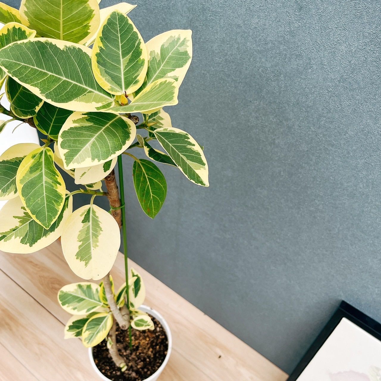 斑入り観葉❤︎尺鉢❤︎フィカス アルテシーマ 斑入り観葉❤︎尺鉢❤︎フィカス アルテシーマ