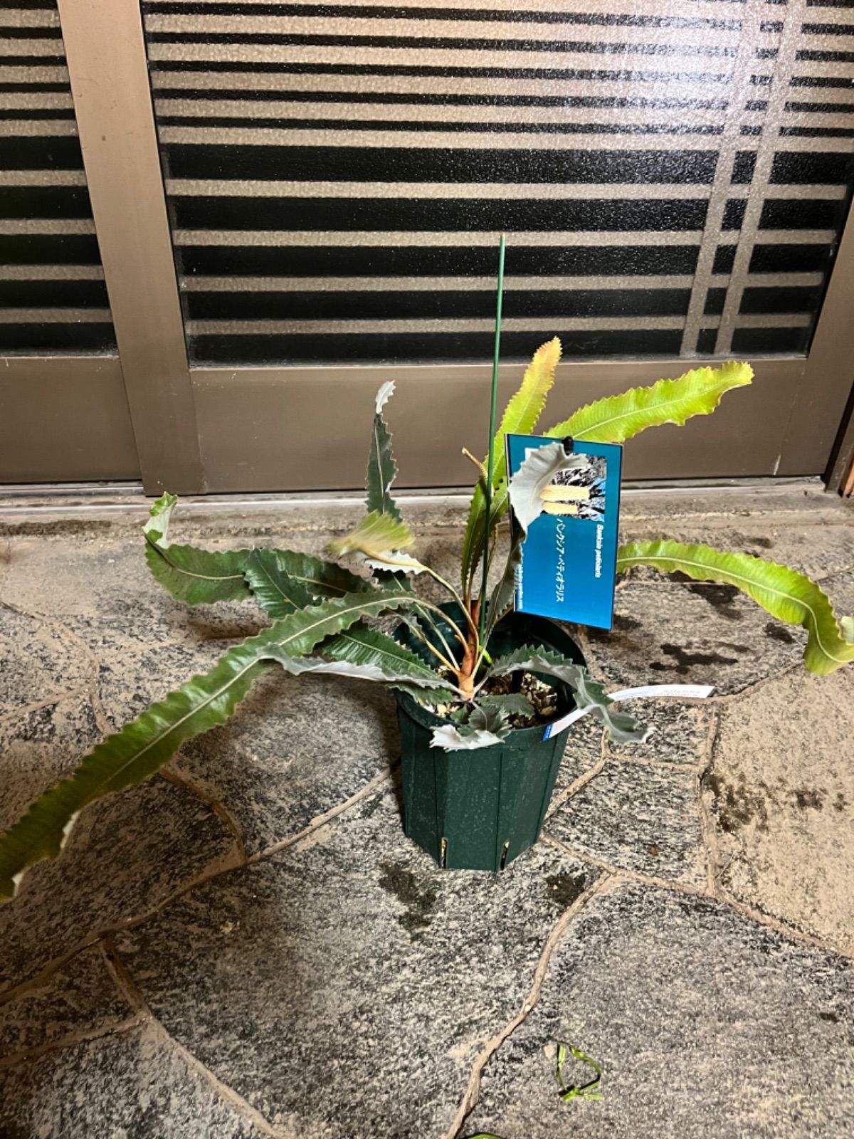 バンクシア・ペティオラリス5号 - メルカリ