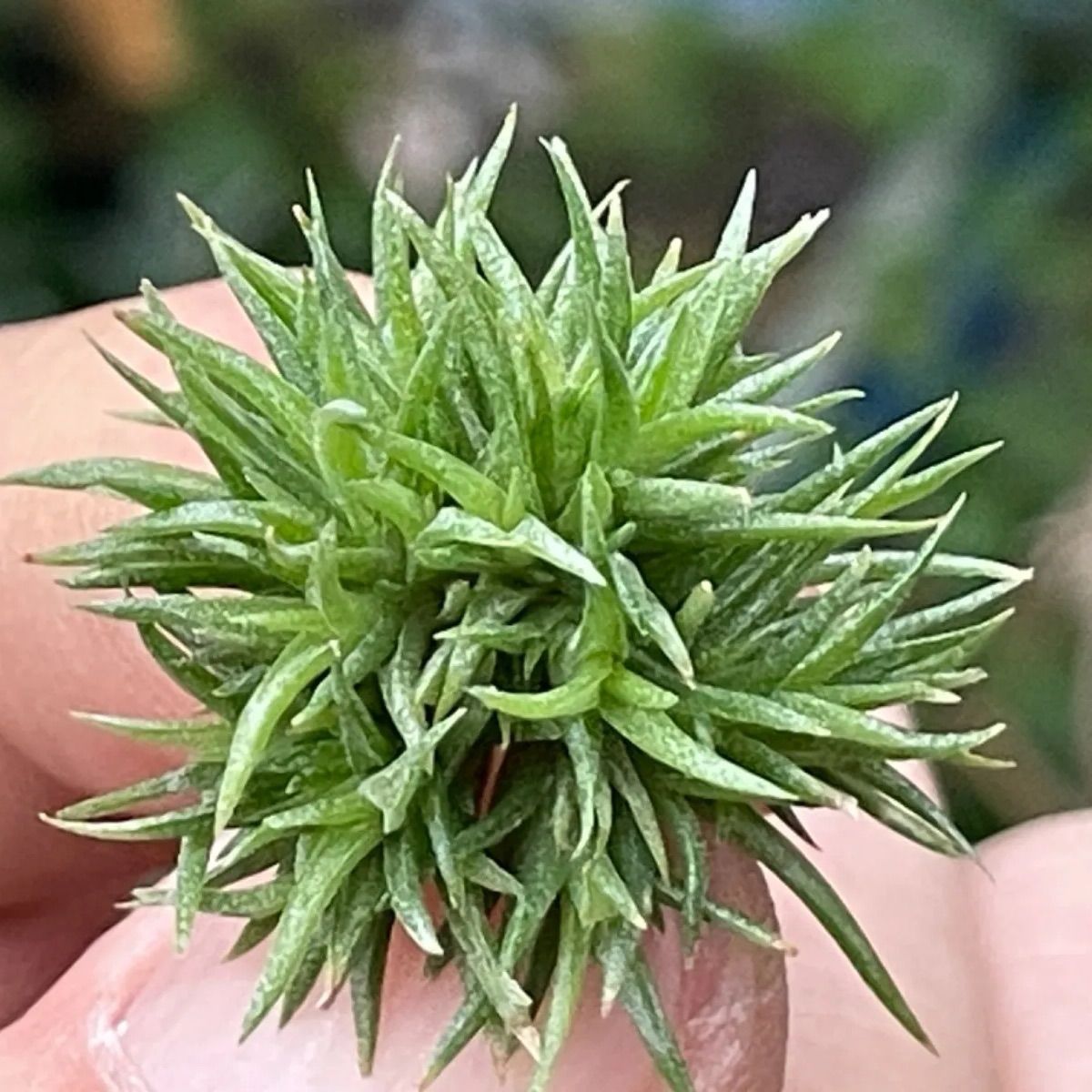 チランジア アエラントス テディベア Tillandsia aeranthos Teddy Bear