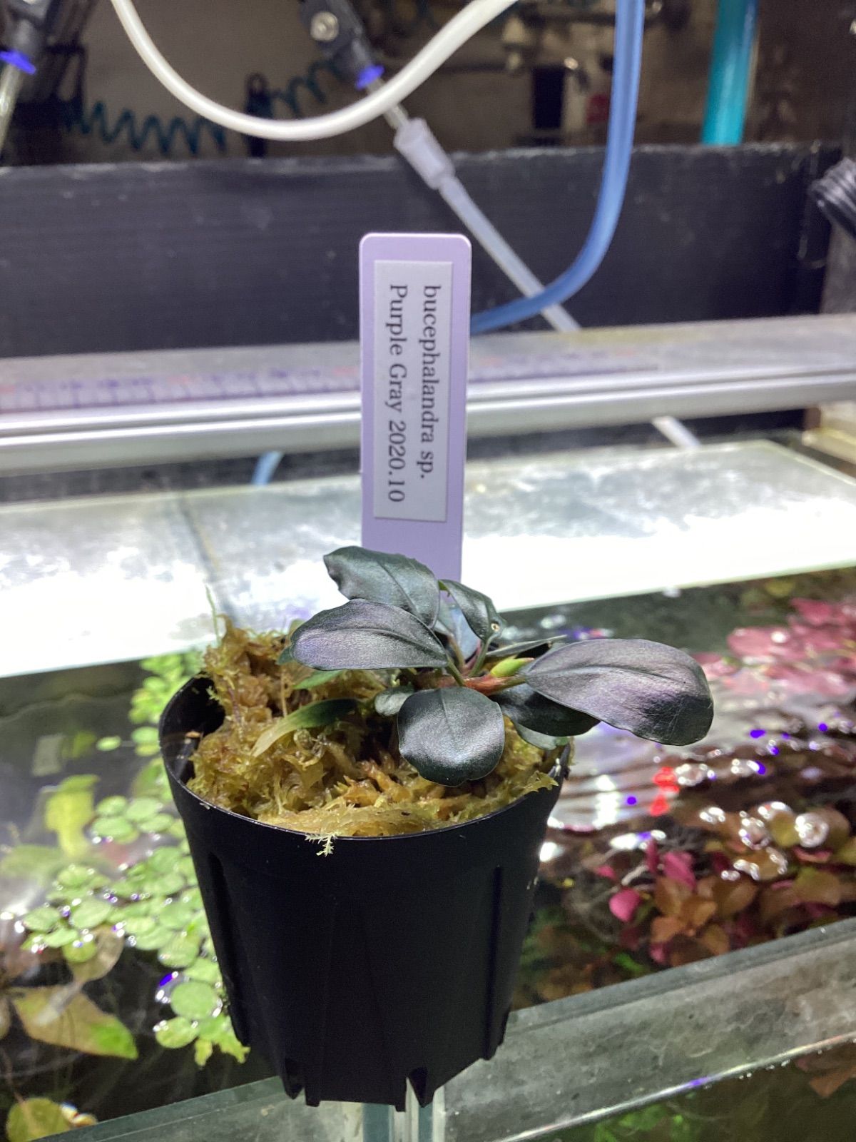 ブセファランドラ sp. パープルグレイ JB2020/10 Bucephalandra sp
