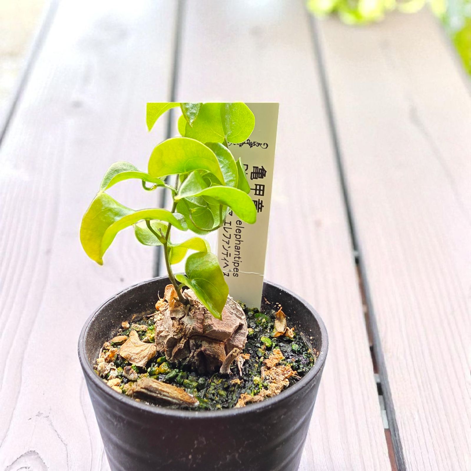 ディオスコレア エレファンティペス アフリカ亀甲竜 - メルカリ