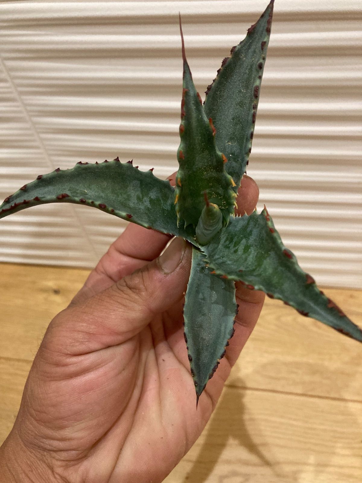 Echeveria 'Avocado Cream錦　超レア　白覆輪　多肉植物抜き Echeveria 'Avocado Cream錦 超レア 白覆輪 多肉植物抜き