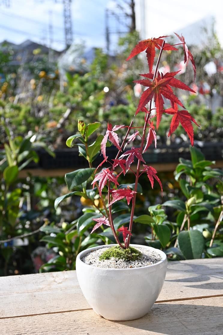 紅葉盆栽 ミニ盆栽 もみじは 紅葉も楽しめますが 新緑の春のもみじもきれいです
